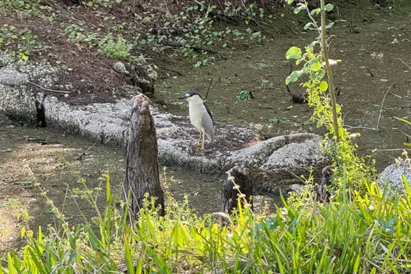 Black-crowned night heron standing on a log in a shallow, muddy creek surrounded by plants.